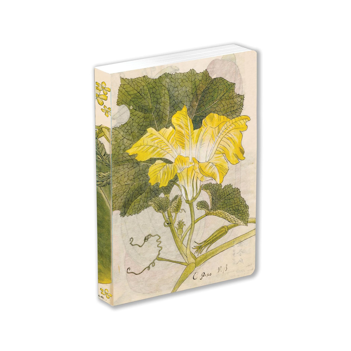 Japanese Squash Blossom Lined Paperback Journal: Blank Notebook with Pocket 