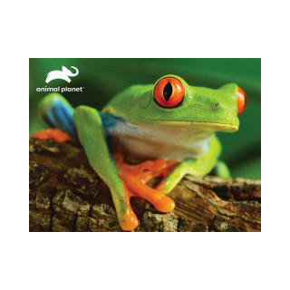 3D сложувалка, Animal Planet - Tree Frog, 48 парчиња
