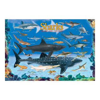 Сложувалка, Smart Kids Collection, Sharks, 100 парчиња