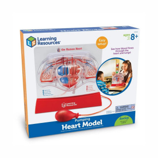 Едукативен модел - Срце (со пумпа), Pumping Heart Model