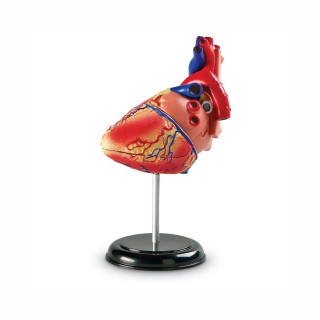 Едукативен модел - Анатомско срце, Heart Anatomy Display Model 