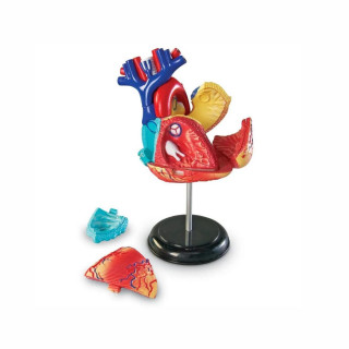 Едукативен модел - Анатомско срце, Heart Anatomy Display Model 