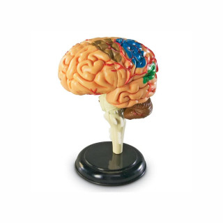 Едукативен модел - Анатомско мозок, Brain Anatomy Display Model 