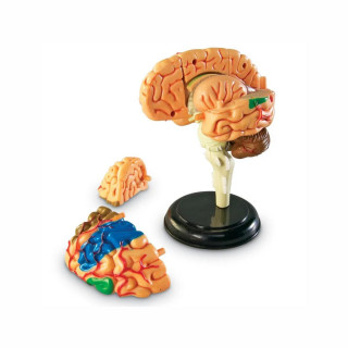 Едукативен модел - Анатомско мозок, Brain Anatomy Display Model 