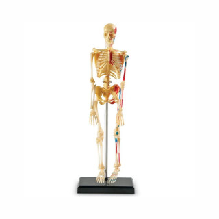 Едукативен модел - Скелет, Skeleton Anatomy Display Model 