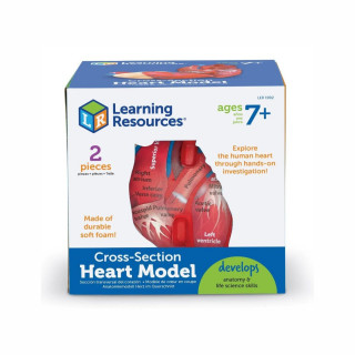 Едукативен модел - Пресек на срце, Cross-Section Heart Display Model