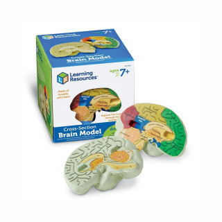 Едукативен модел - Пресек на мозок, Cross-Section Brain Display Model