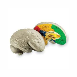 Едукативен модел - Пресек на мозок, Cross-Section Brain Display Model
