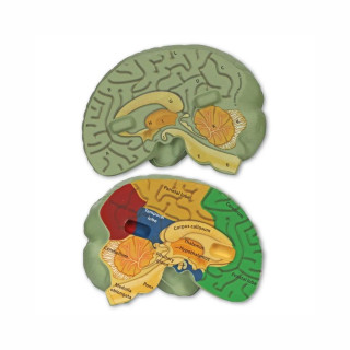 Едукативен модел - Пресек на мозок, Cross-Section Brain Display Model