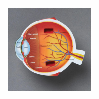 Едукативен модел - Пресек на око, Cross-Section Eye Display Model