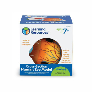 Едукативен модел - Пресек на око, Cross-Section Eye Display Model
