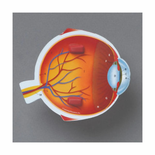 Едукативен модел - Пресек на око, Cross-Section Eye Display Model