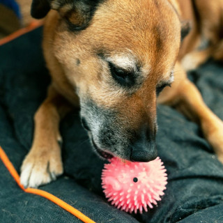 Миризливо топче за куче, Kobe Piggy Dog Ball