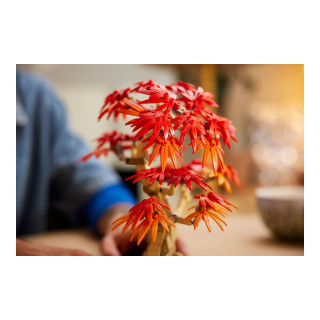 LEGO коцки, The Botanical Collection, Japanese Red Maple Bonsai Tree 