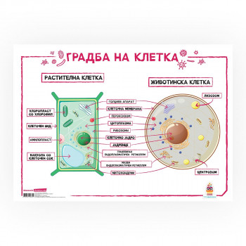 Постер - Градба на клетка 