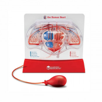 Едукативен модел - Срце (со пумпа), Pumping Heart Model 