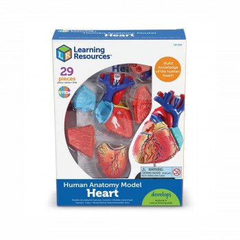 Едукативен модел - Анатомско срце, Heart Anatomy Display Model 