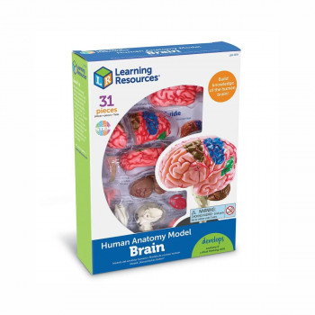 Едукативен модел - Анатомско мозок, Brain Anatomy Display Model 