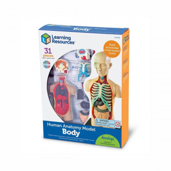 Едукативен модел - Човеково тело, Human Body Anatomy Display Model 