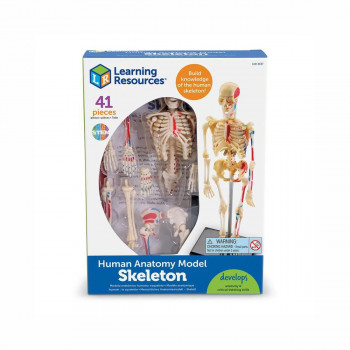 Едукативен модел - Скелет, Skeleton Anatomy Display Model 