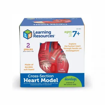 Едукативен модел - Пресек на срце, Cross-Section Heart Display Model 