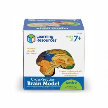 Едукативен модел - Пресек на мозок, Cross-Section Brain Display Model 