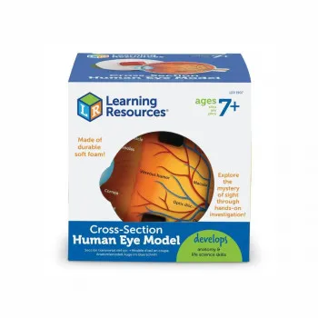 Едукативен модел - Пресек на око, Cross-Section Eye Display Model 