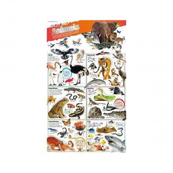DKfindout! Animals Poster 