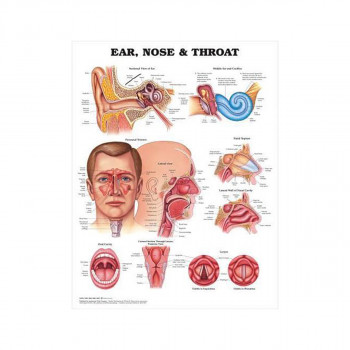 Ear, Nose and Throat Anatomical Chart 