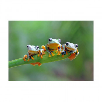 Сложувалка, Friendly Frogs, 500 парчиња 