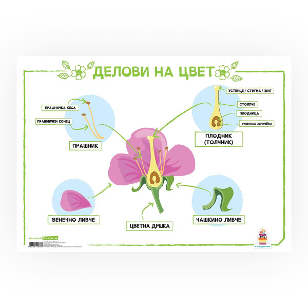 Постер - Делови од цвет, пластифициран 