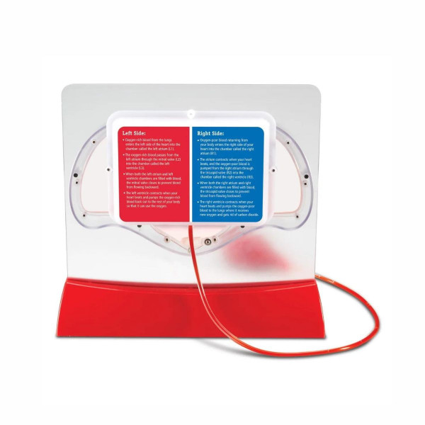 Едукативен модел - Срце (со пумпа), Pumping Heart Model