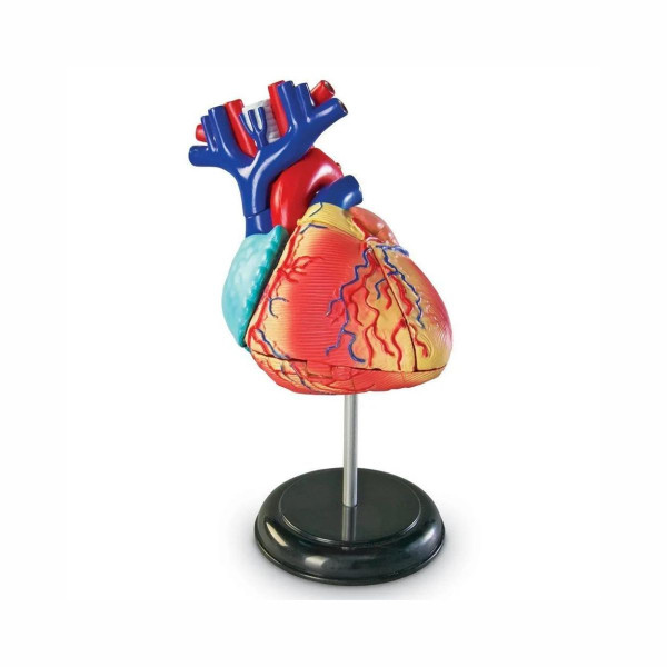 Едукативен модел - Анатомско срце, Heart Anatomy Display Model 
