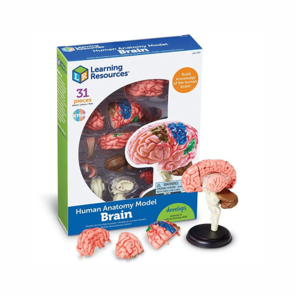Едукативен модел - Анатомско мозок, Brain Anatomy Display Model 
