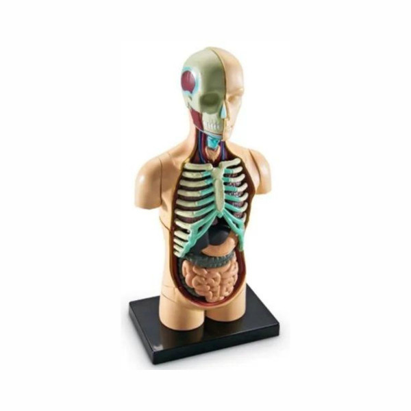Едукативен модел - Човеково тело, Human Body Anatomy Display Model 