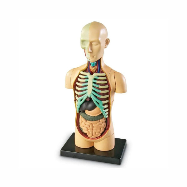 Едукативен модел - Човеково тело, Human Body Anatomy Display Model 