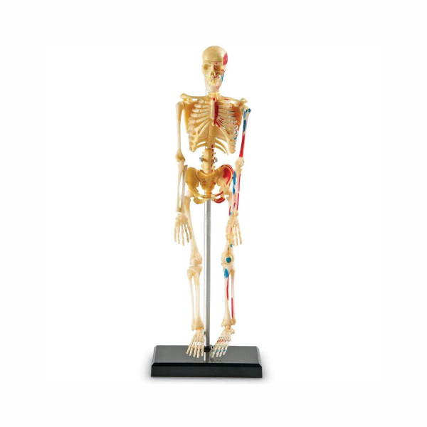 Едукативен модел - Скелет, Skeleton Anatomy Display Model 
