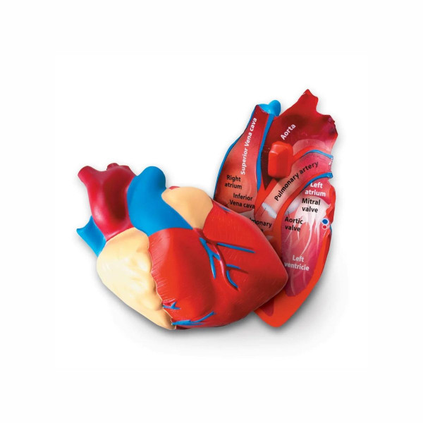 Едукативен модел - Пресек на срце, Cross-Section Heart Display Model