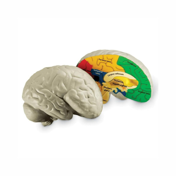 Едукативен модел - Пресек на мозок, Cross-Section Brain Display Model