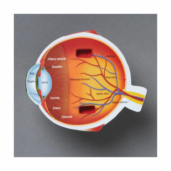 Едукативен модел - Пресек на око, Cross-Section Eye Display Model