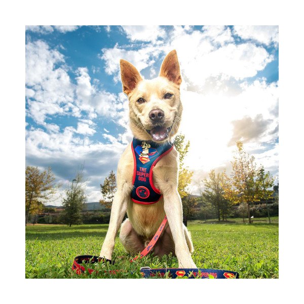 Градник за куче M/L, DC: The Super Dog 