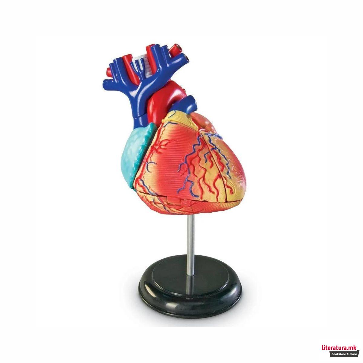 Едукативен модел - Анатомско срце, Heart Anatomy Display Model 