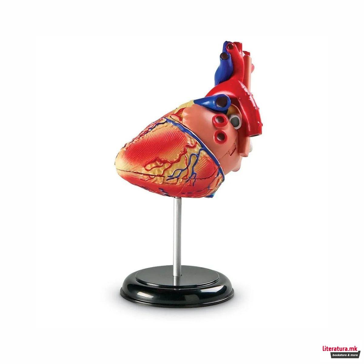 Едукативен модел - Анатомско срце, Heart Anatomy Display Model 