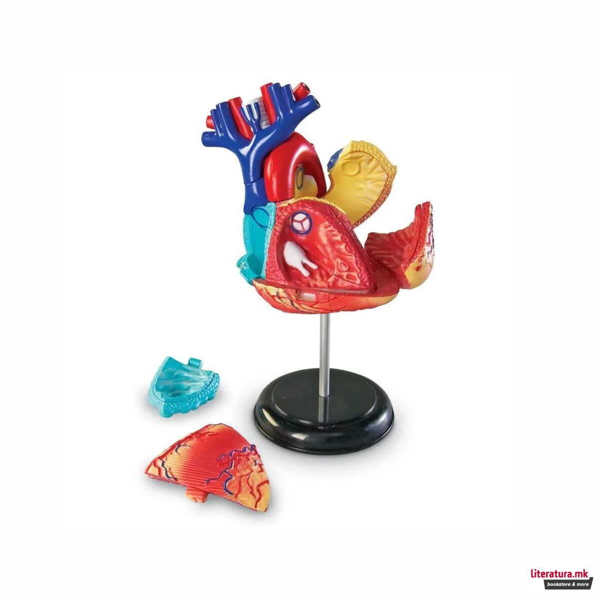 Едукативен модел - Анатомско срце, Heart Anatomy Display Model 
