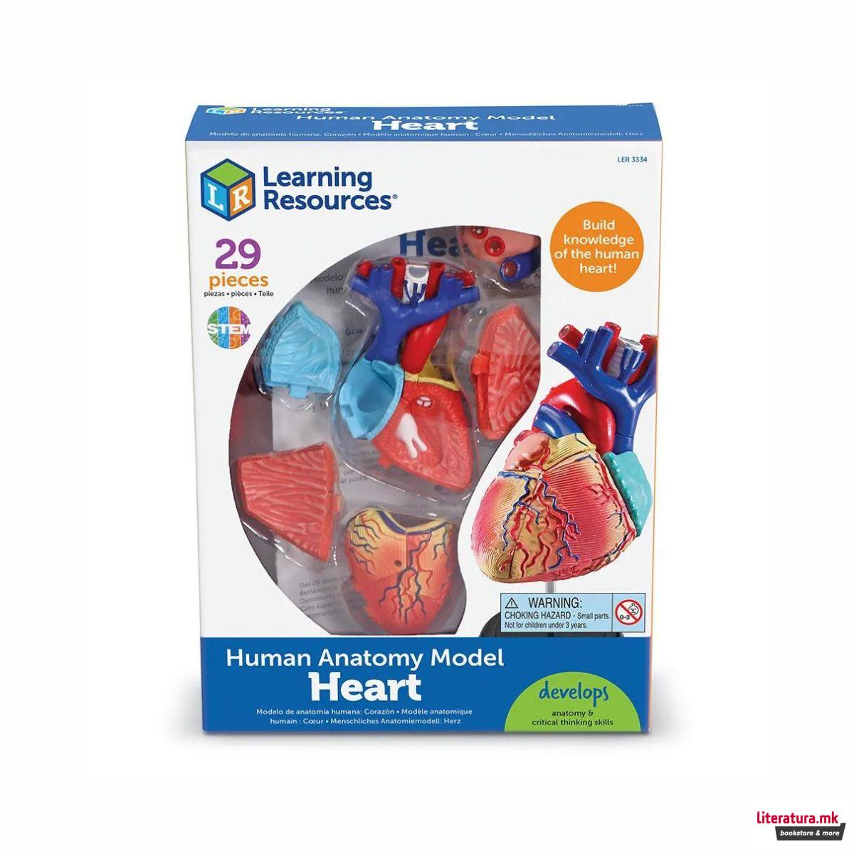 Едукативен модел - Анатомско срце, Heart Anatomy Display Model 