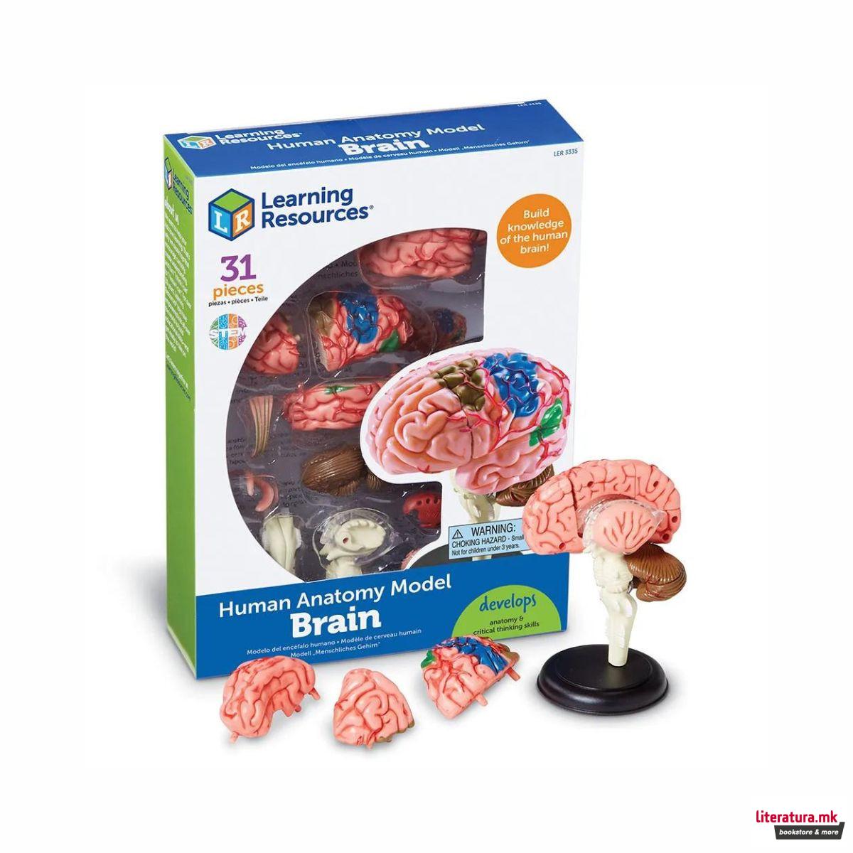 Едукативен модел - Анатомско мозок, Brain Anatomy Display Model 