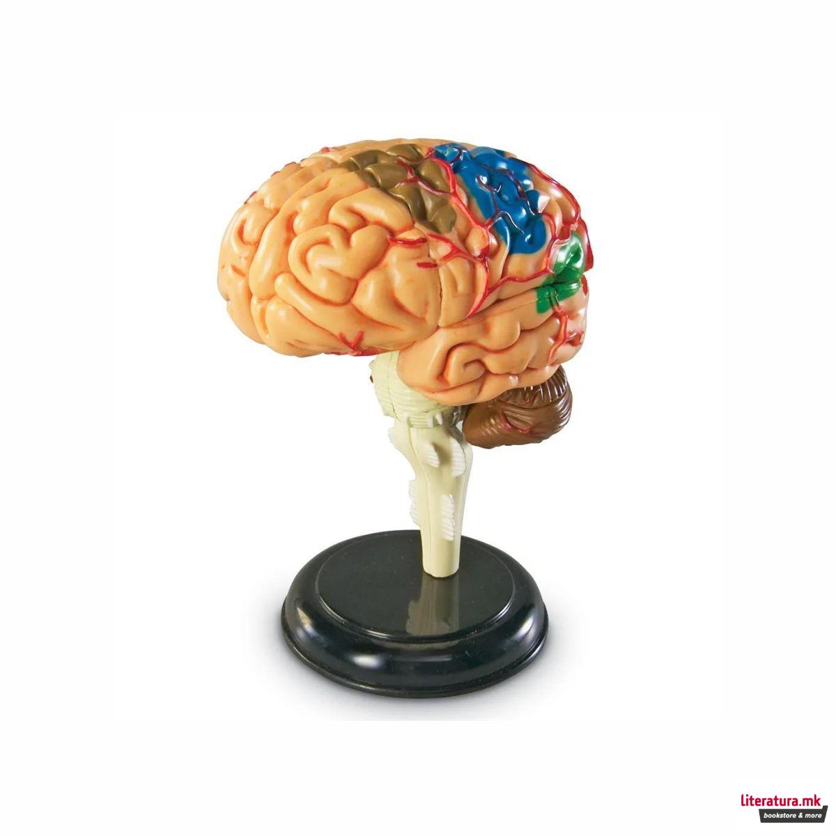 Едукативен модел - Анатомско мозок, Brain Anatomy Display Model 