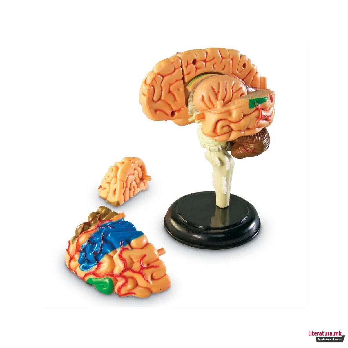 Едукативен модел - Анатомско мозок, Brain Anatomy Display Model 