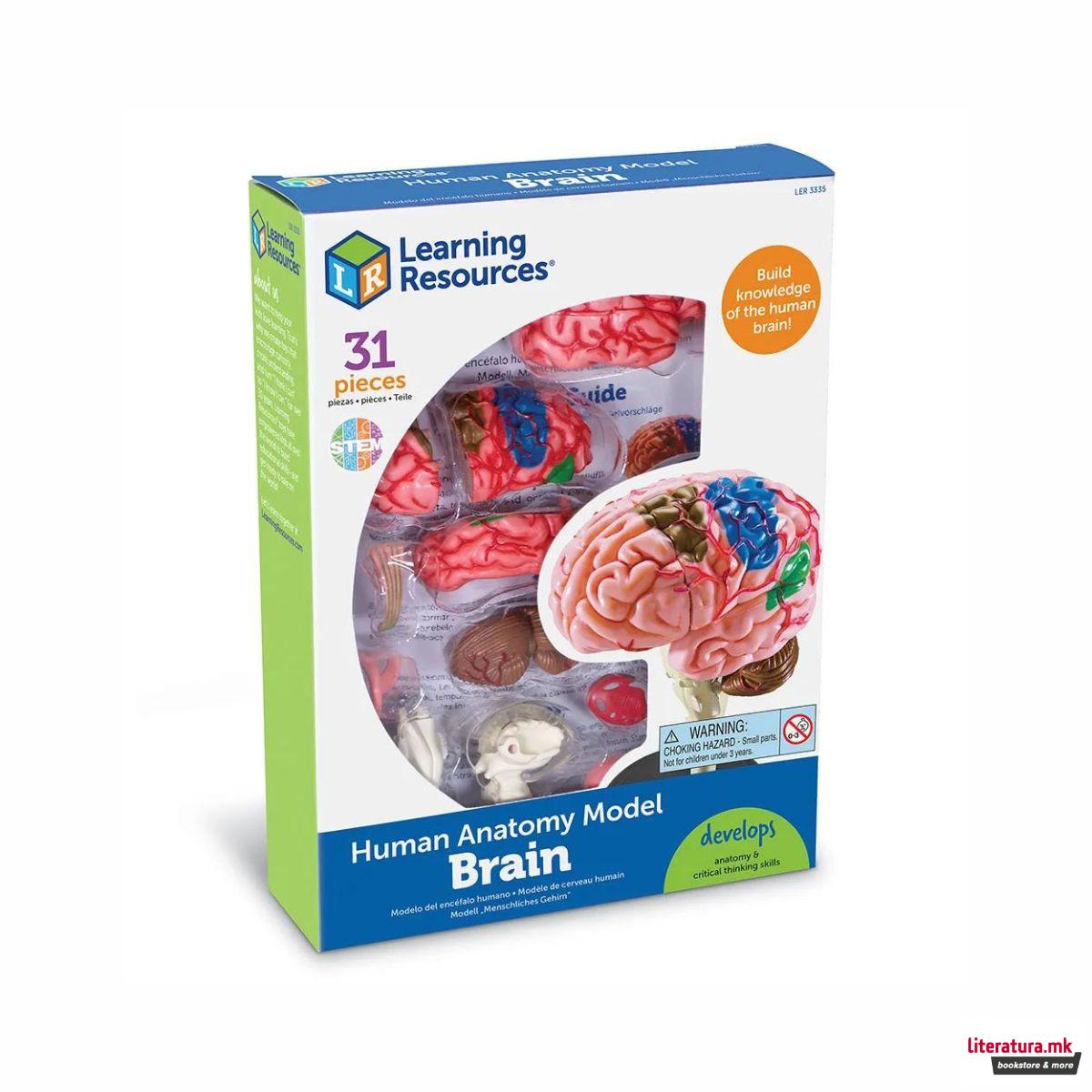 Едукативен модел - Анатомско мозок, Brain Anatomy Display Model 