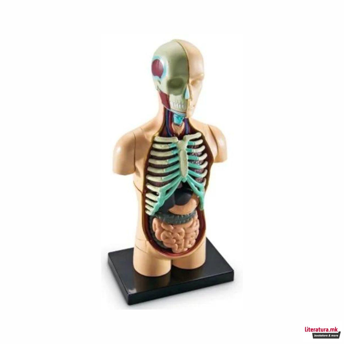 Едукативен модел - Човеково тело, Human Body Anatomy Display Model 